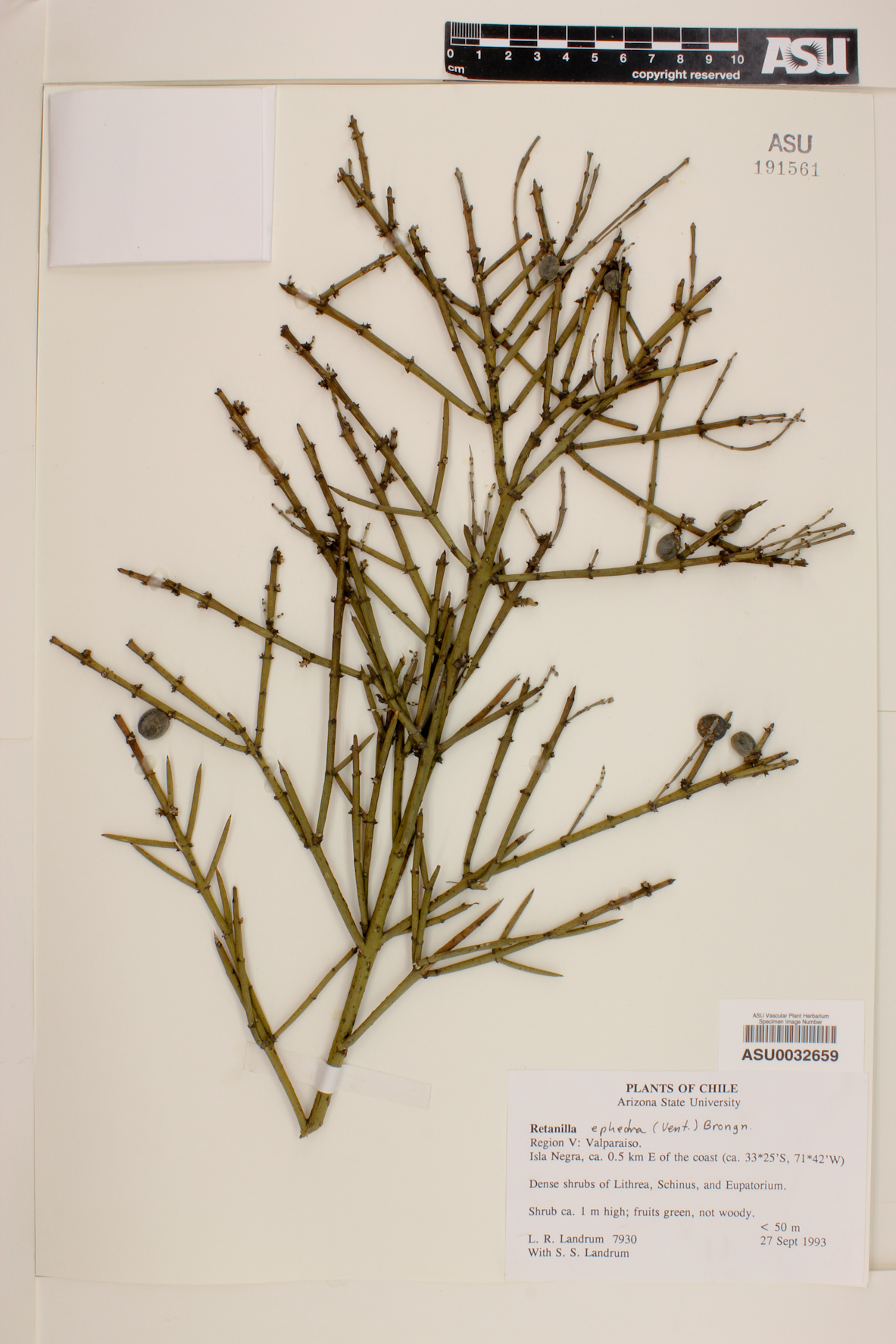Retanilla ephedra image