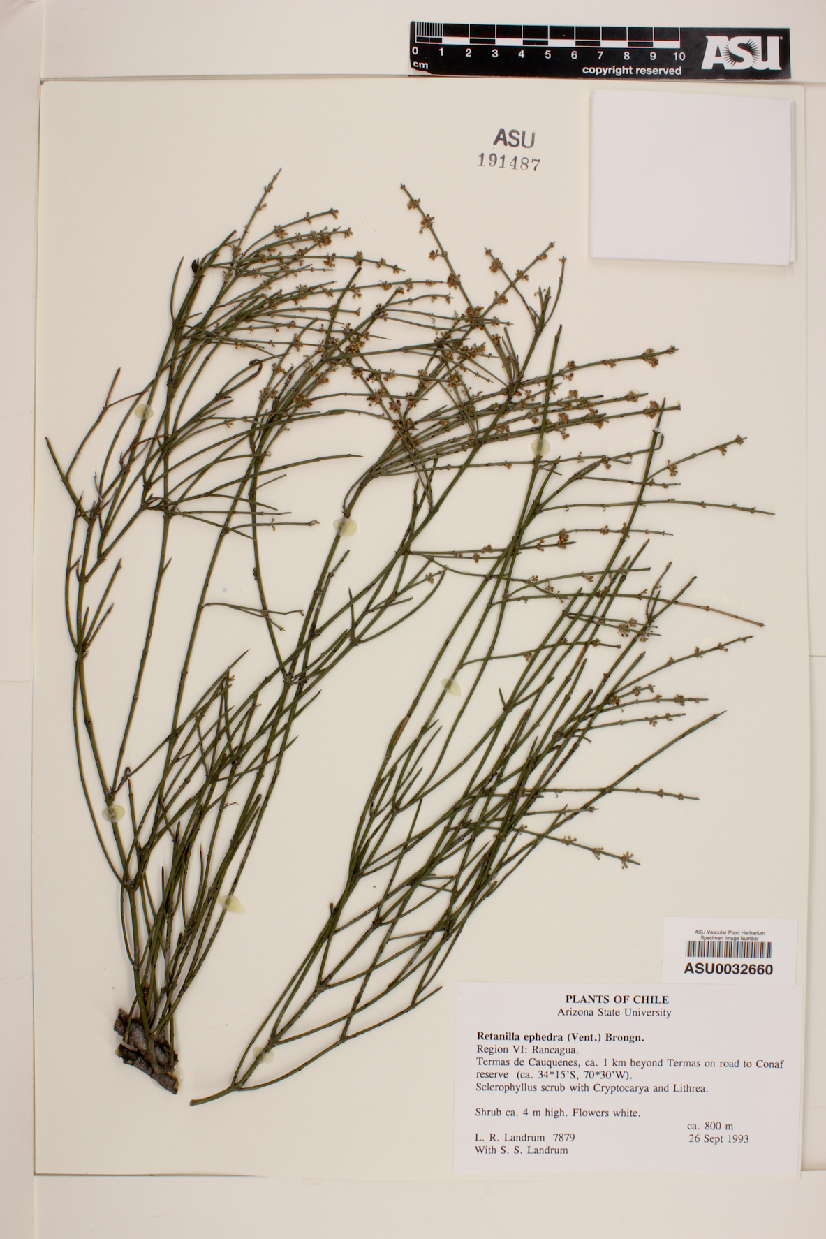 Retanilla ephedra image