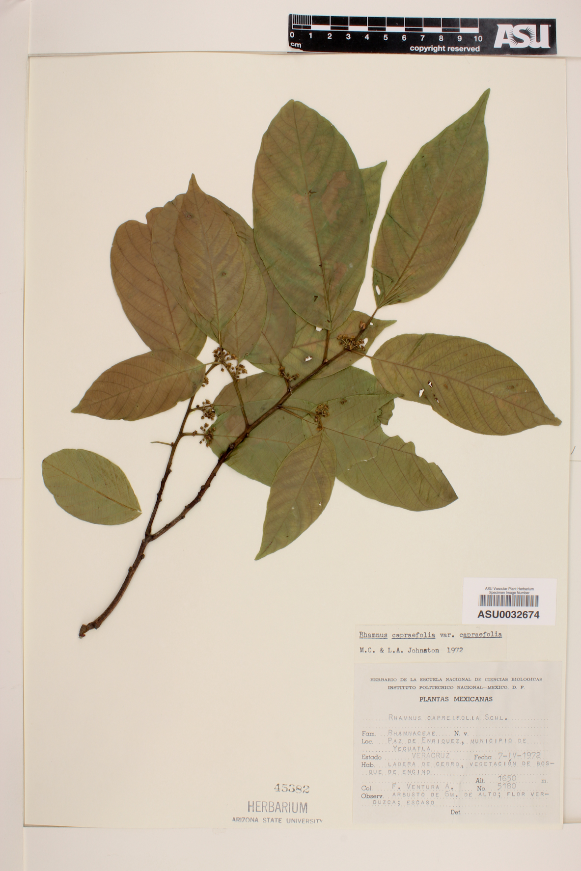 Rhamnus capreifolia var. capreifolia image