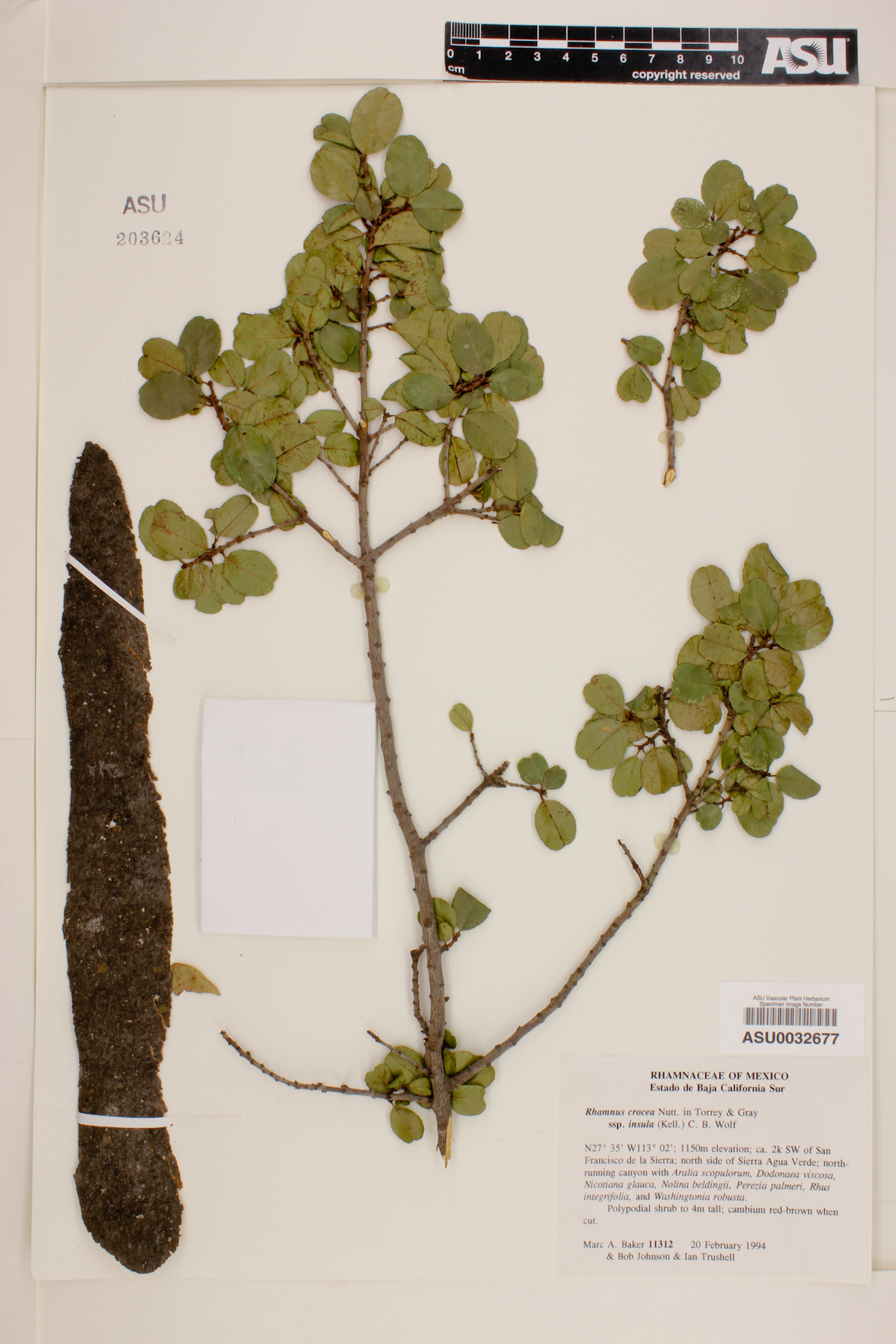 Rhamnus crocea subsp. insula image