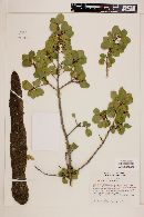 Rhamnus crocea image