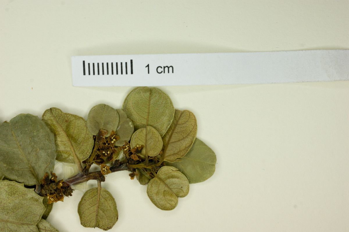 Rhamnus crocea subsp. insula image