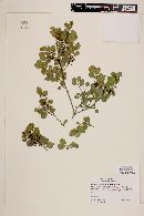 Rhamnus crocea subsp. crocea image