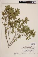 Rhamnus insula image