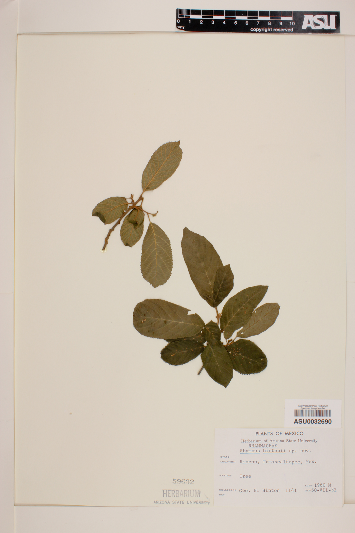 Rhamnus hintonii image