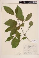 Rhamnus longistyla image