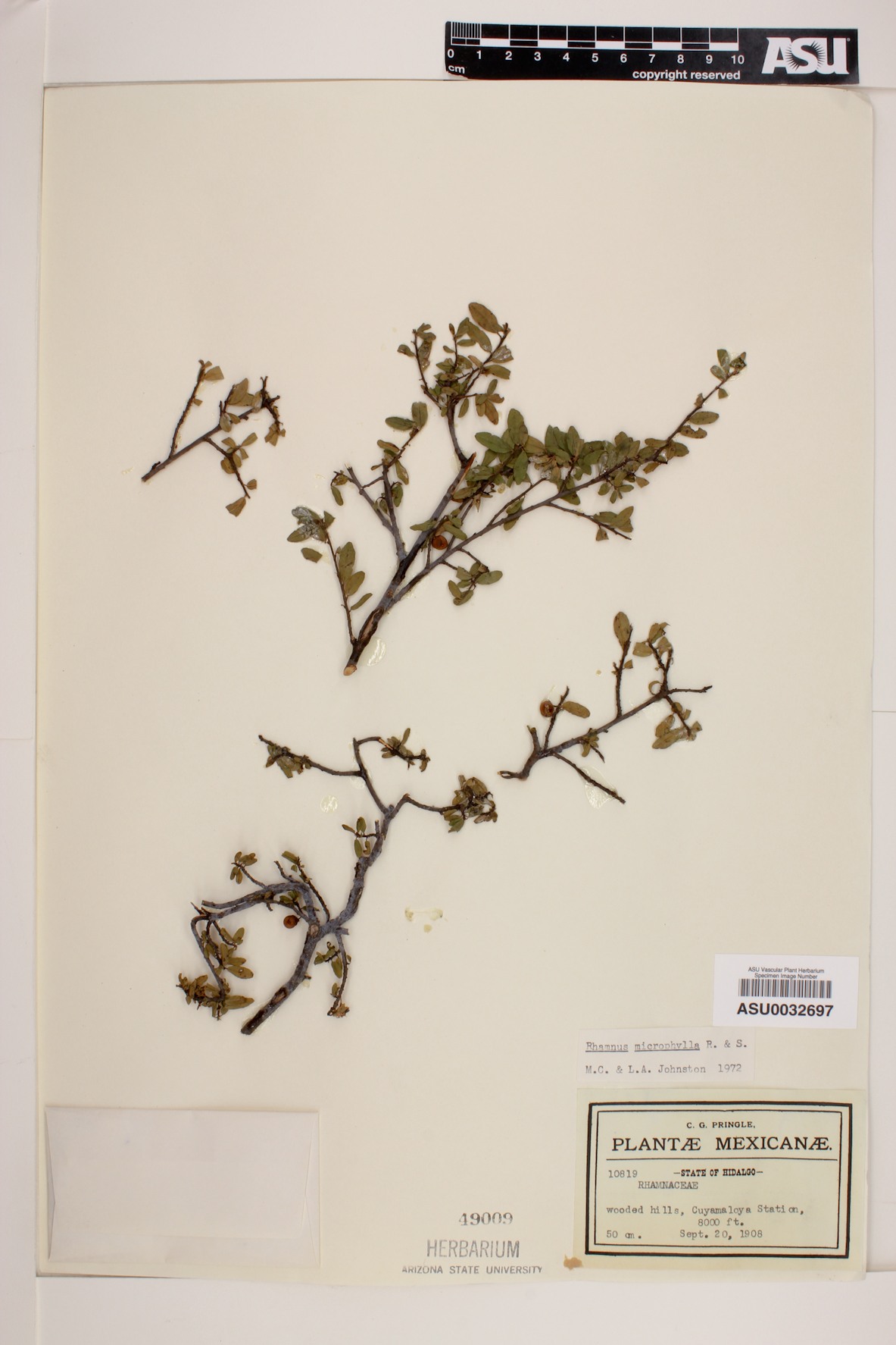 Rhamnus microphylla image