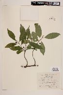 Rhamnus mucronata image