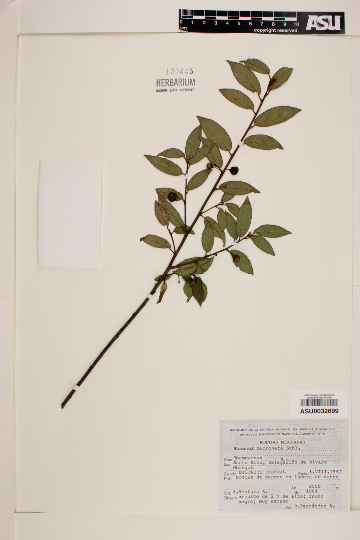 Rhamnus mucronata image