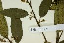 Rhamnus mucronata image