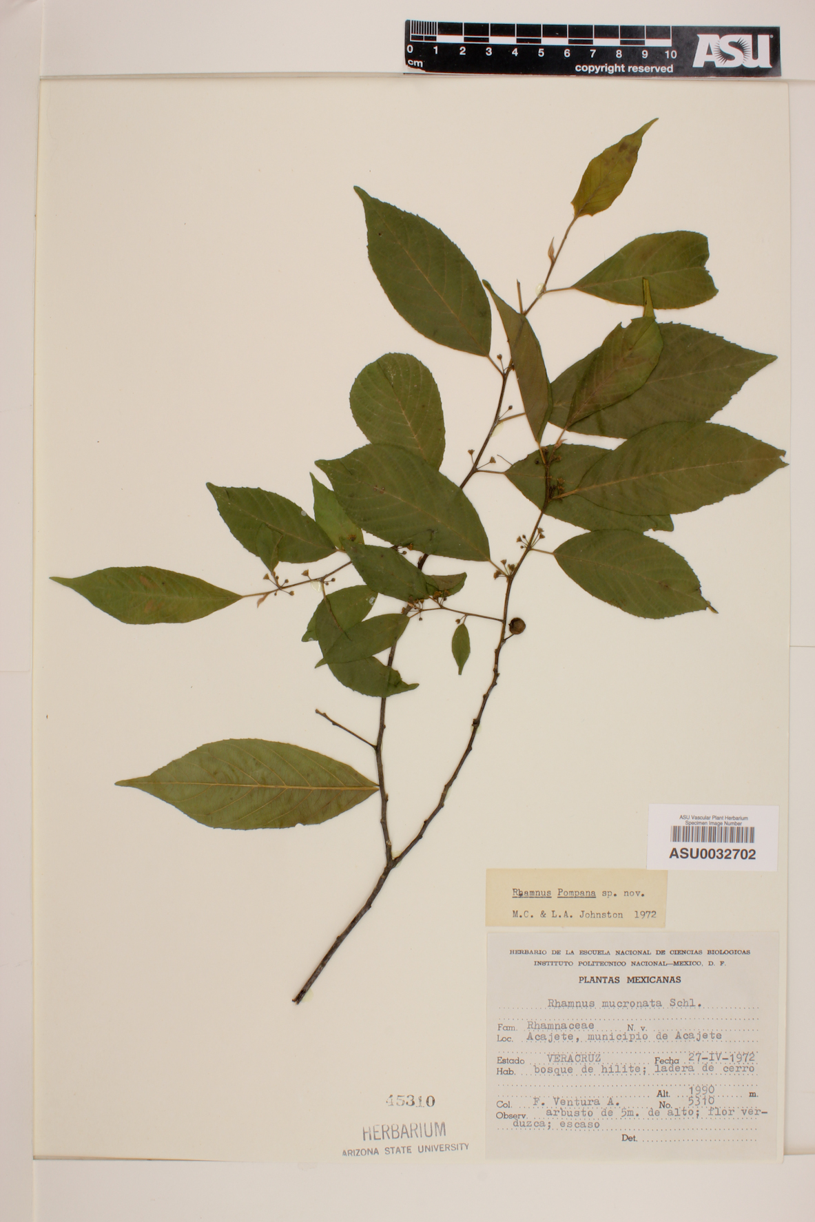 Rhamnus pompana image