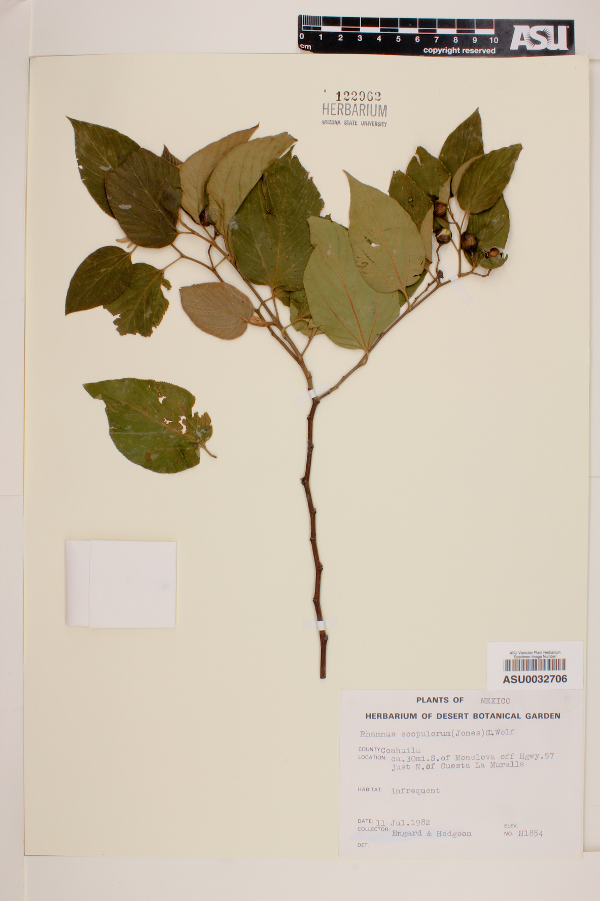 Rhamnus scopulorum image