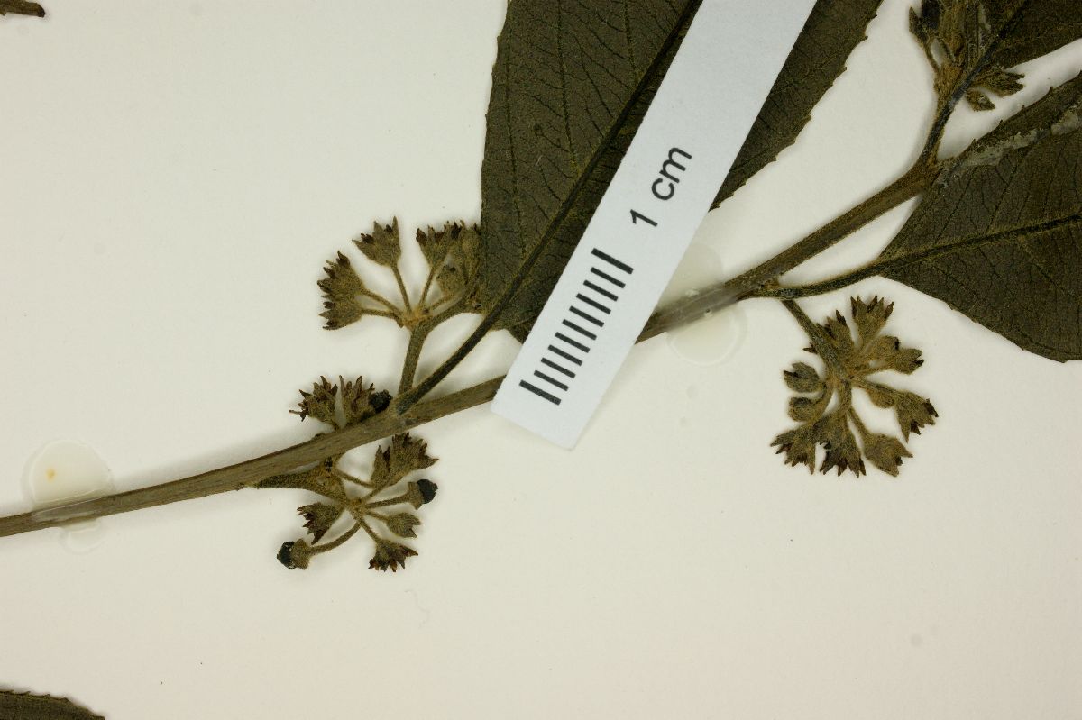Rhamnus sphaerosperma image