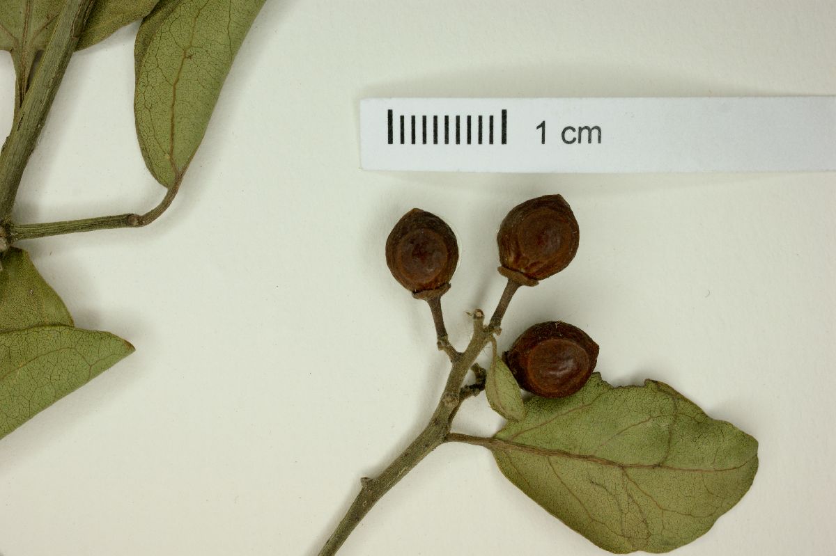 Ziziphus sonorensis image