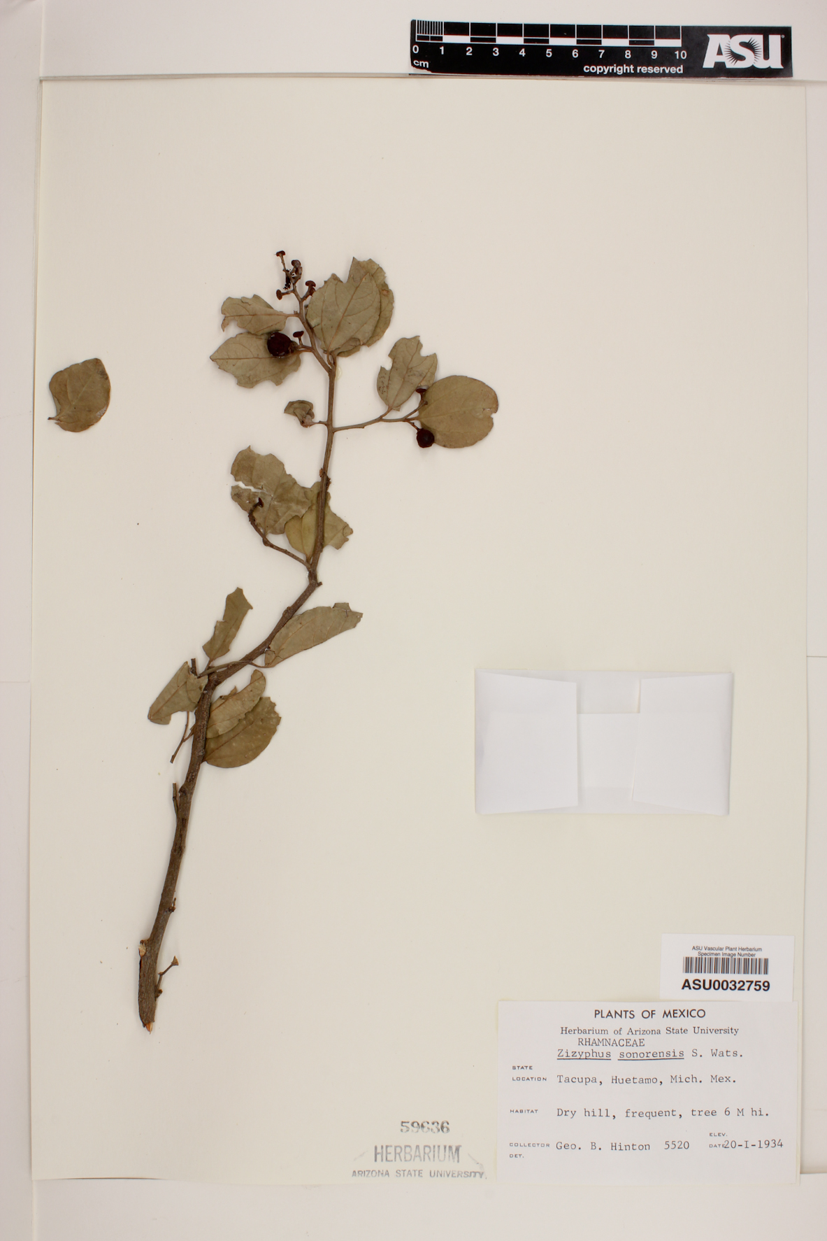 Ziziphus sonorensis image