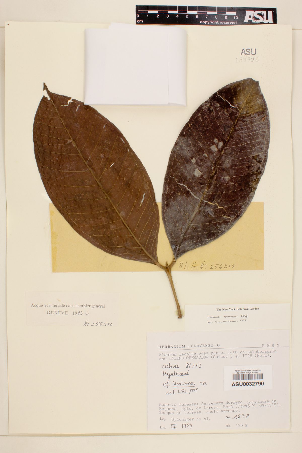Marlierea spruceana image