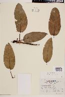 Arbutus xalapensis image