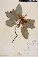 Arbutus xalapensis image