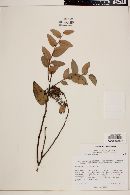 Gaultheria glaucifolia var. rosei image