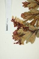 Gaylussacia arassatubensis image
