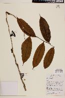 Psammisia roseiflora image