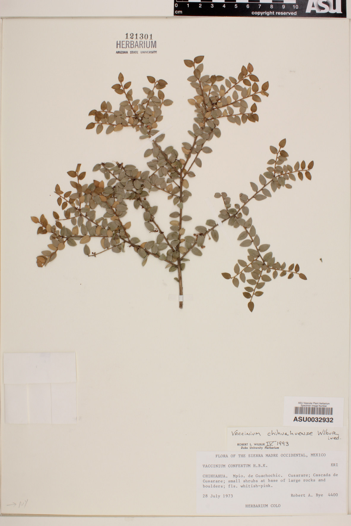 Vaccinium acrobracteatum image