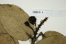 Vaccinium racemosum image