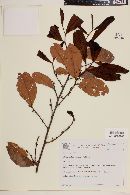 Erythroxylum campestre image