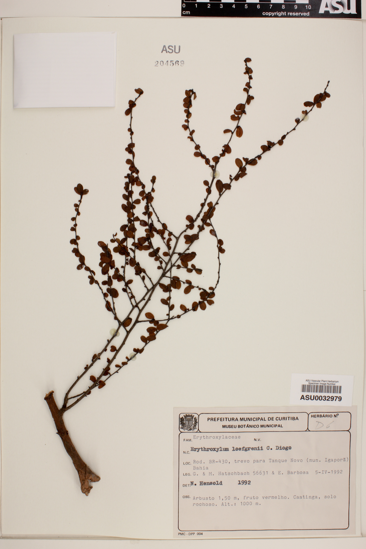 Erythroxylum acrobeles image