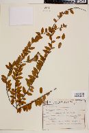 Image of Erythroxylum loefgrenii