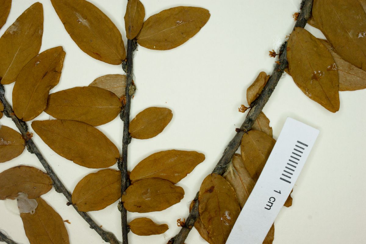 Erythroxylum loefgrenii image