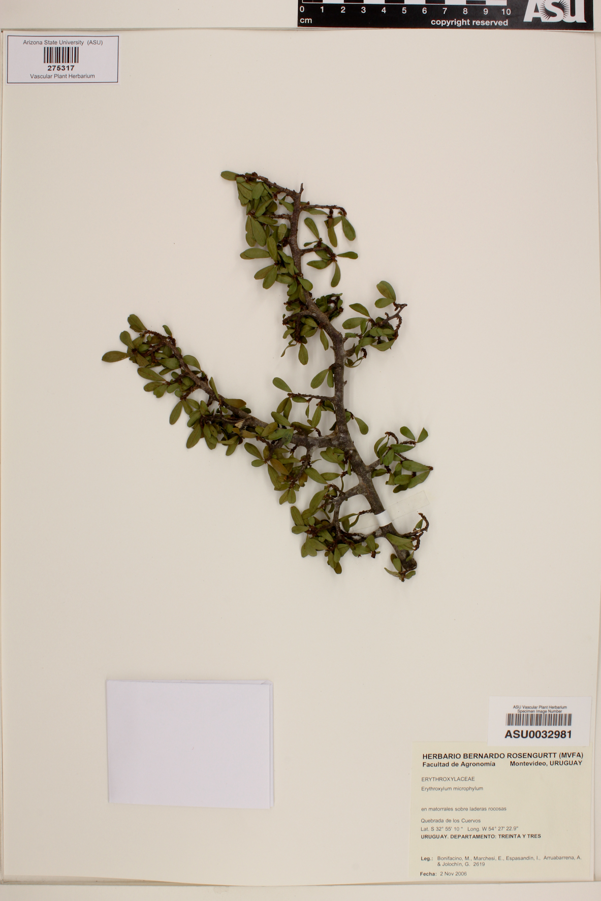 Erythroxylum microphyllum image