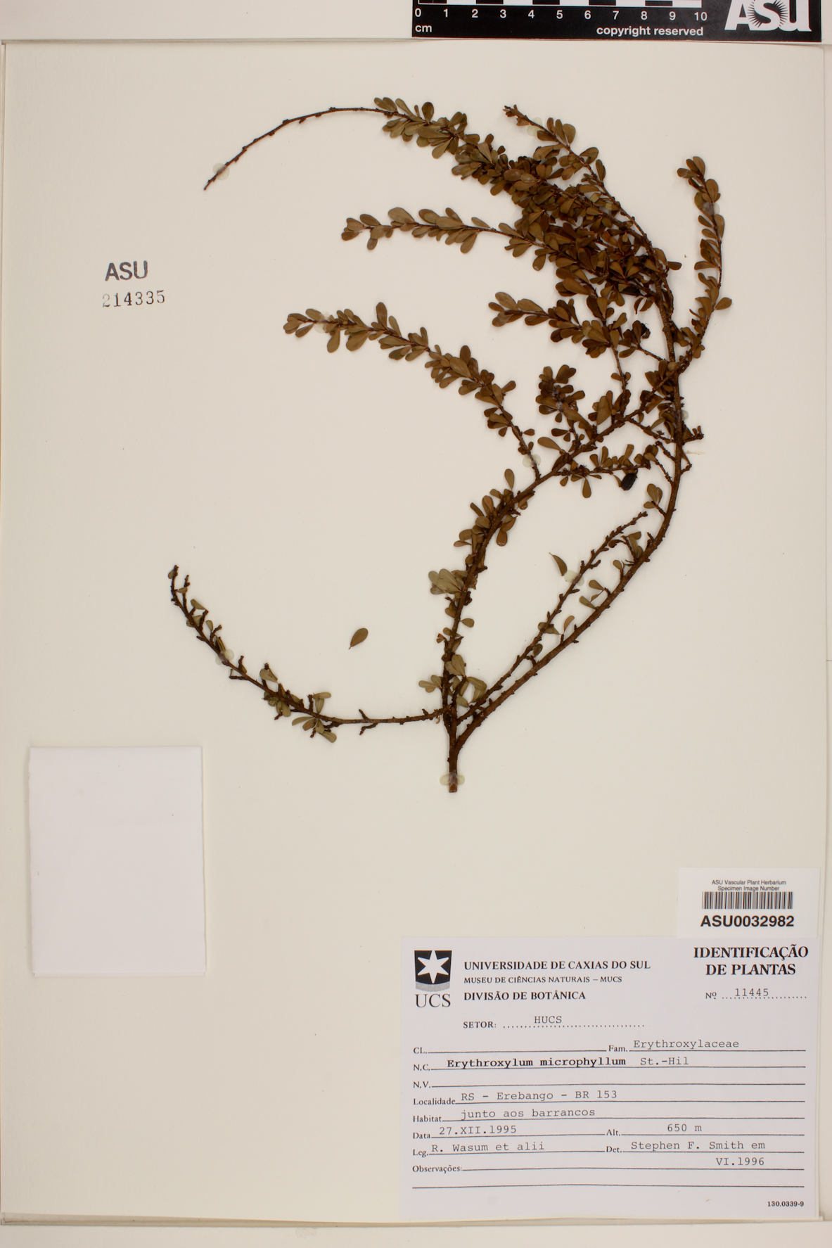 Erythroxylum microphyllum image