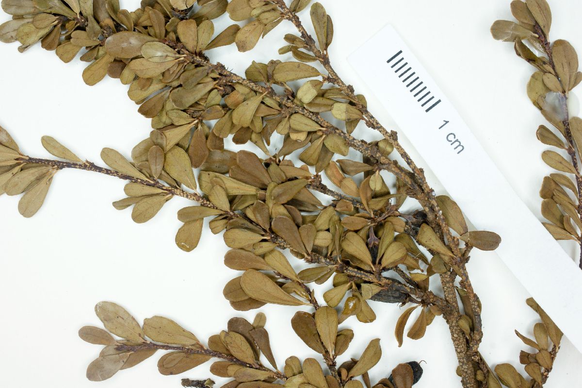 Erythroxylum microphyllum image