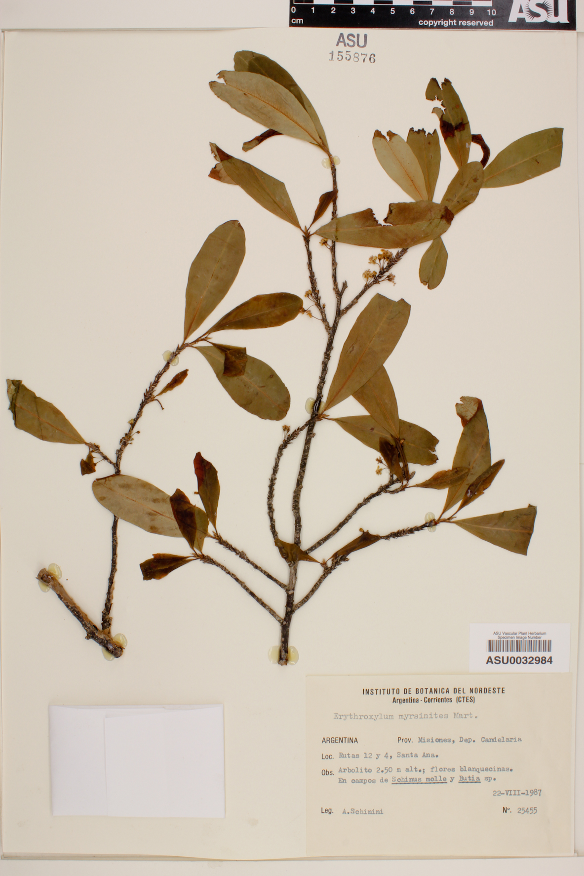 Erythroxylum myrsinites image