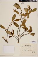 Image of Erythroxylum myrsinites