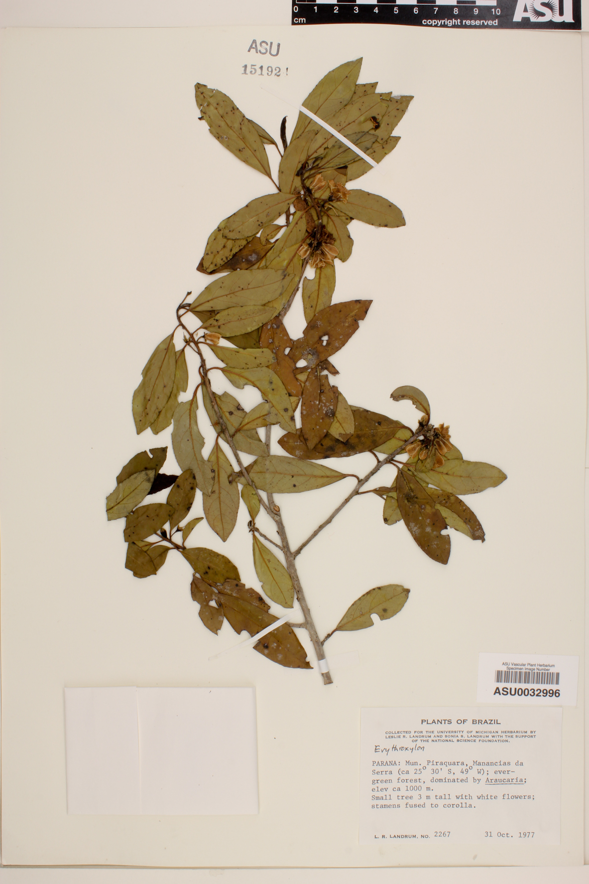 Erythroxylon image