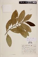 Myrceugenia myrcioides var. acrophylla image