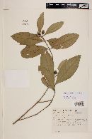 Myrceugenia myrcioides var. acrophylla image