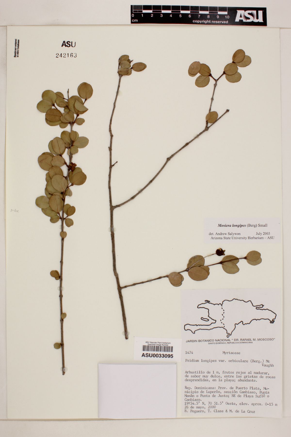 Psidium longipes var. orbiculare image