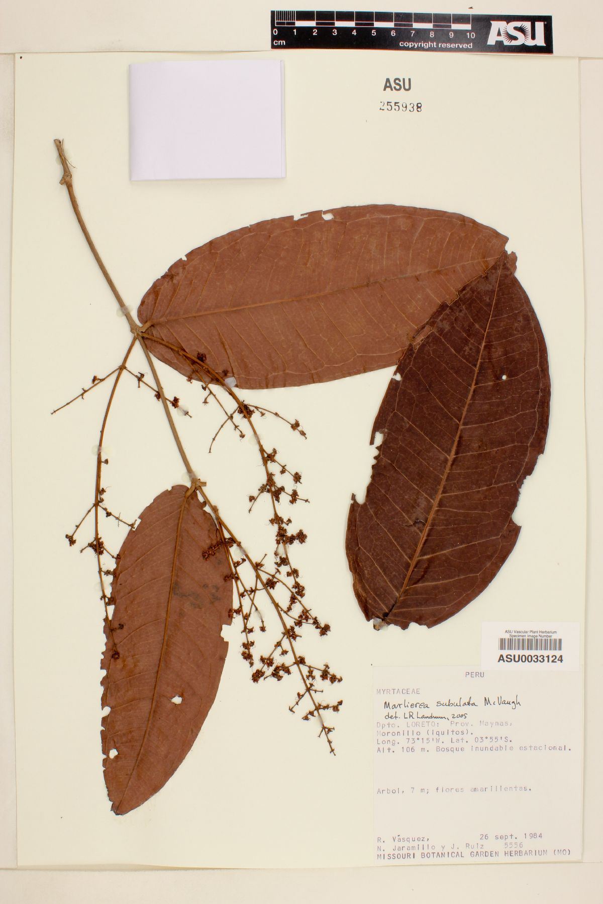 Marlierea subulata image