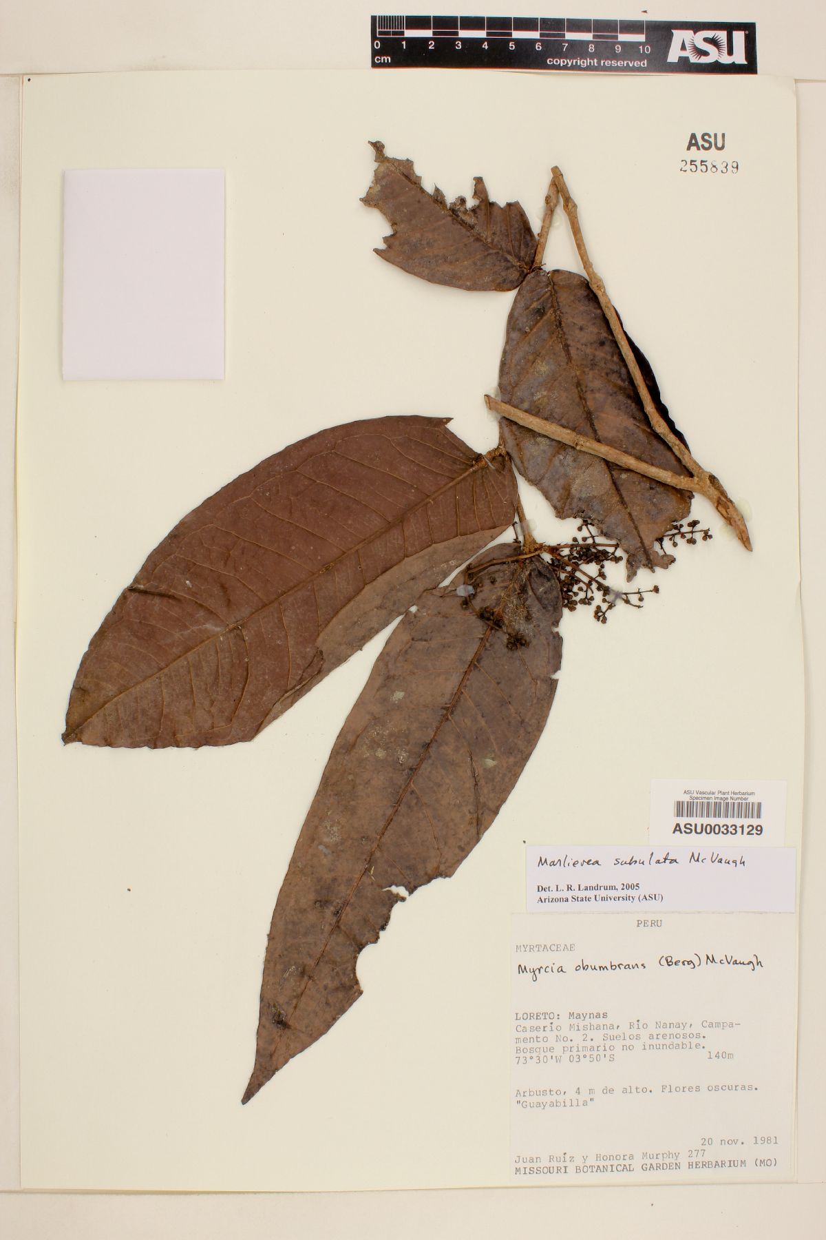 Marlierea subulata image