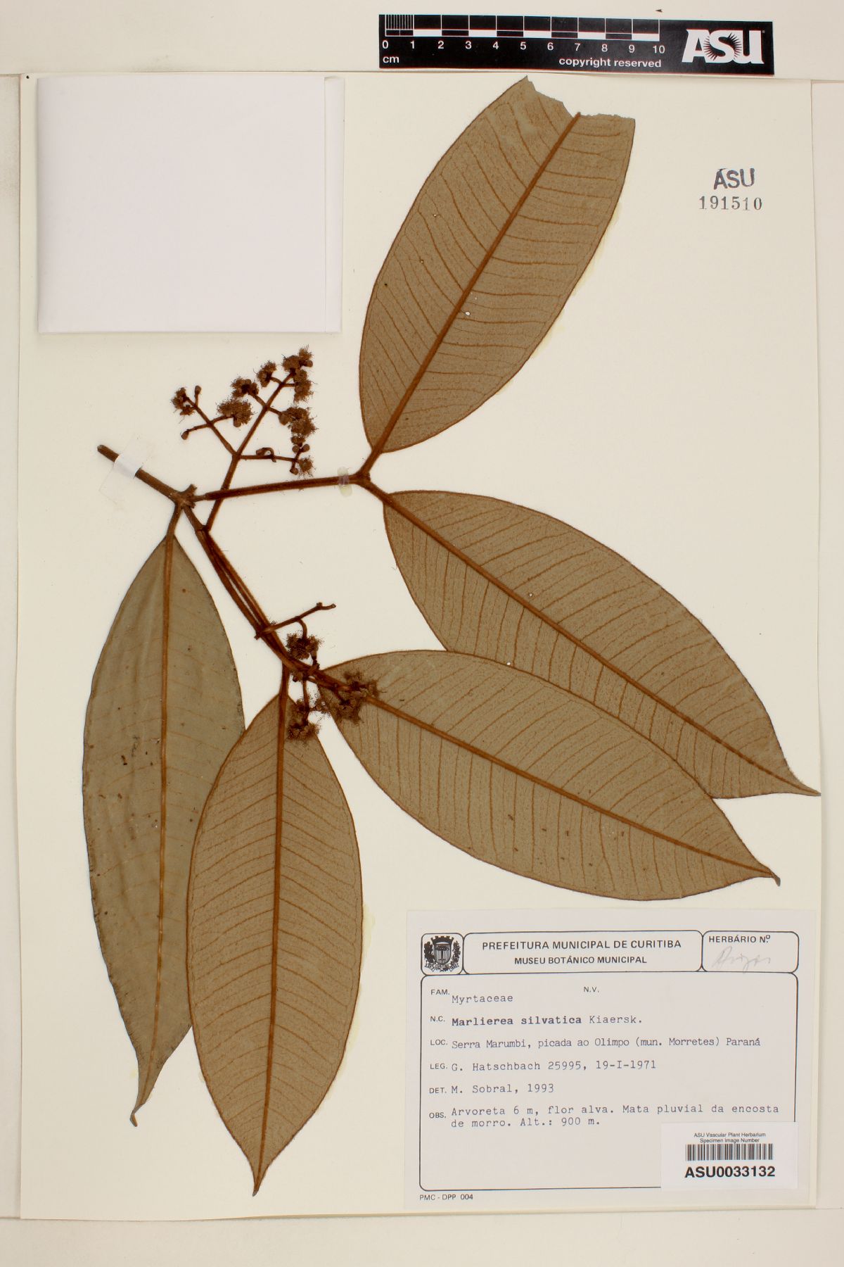 Marlierea sylvatica image