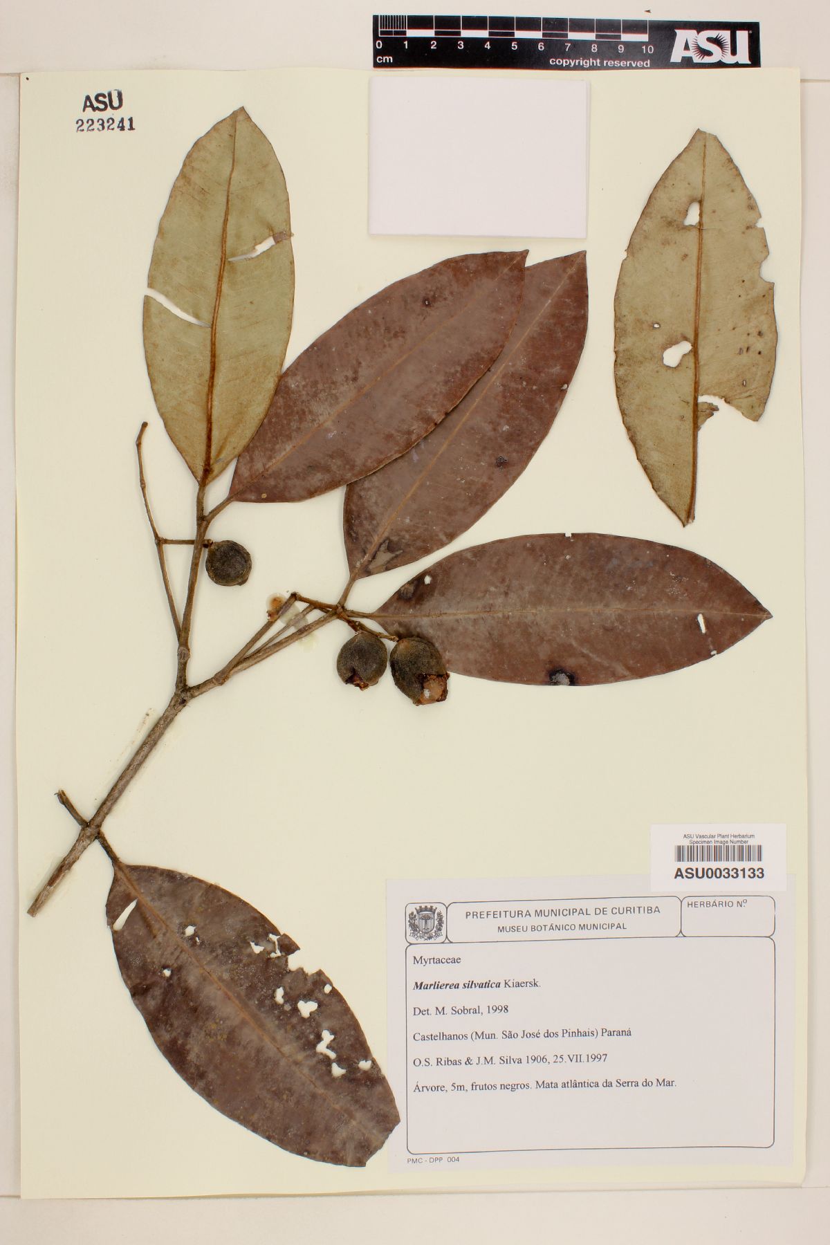 Marlierea sylvatica image