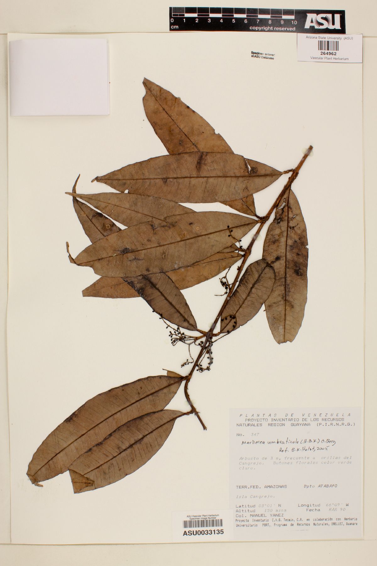 Marlierea umbraticola image