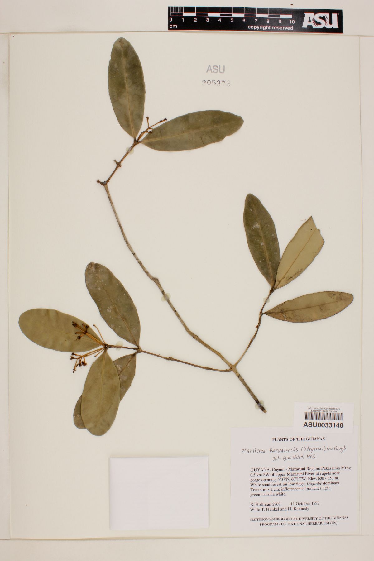 Marlierea karuaiensis image