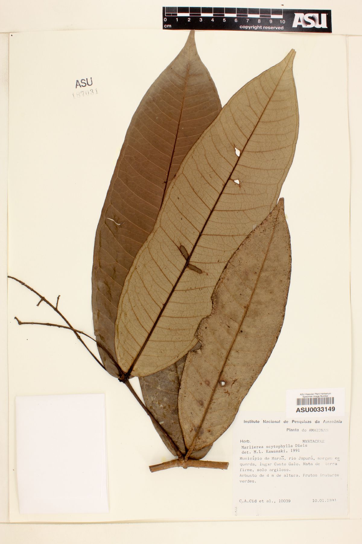 Marlierea scytophylla image