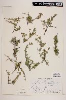 Forestiera angustifolia image