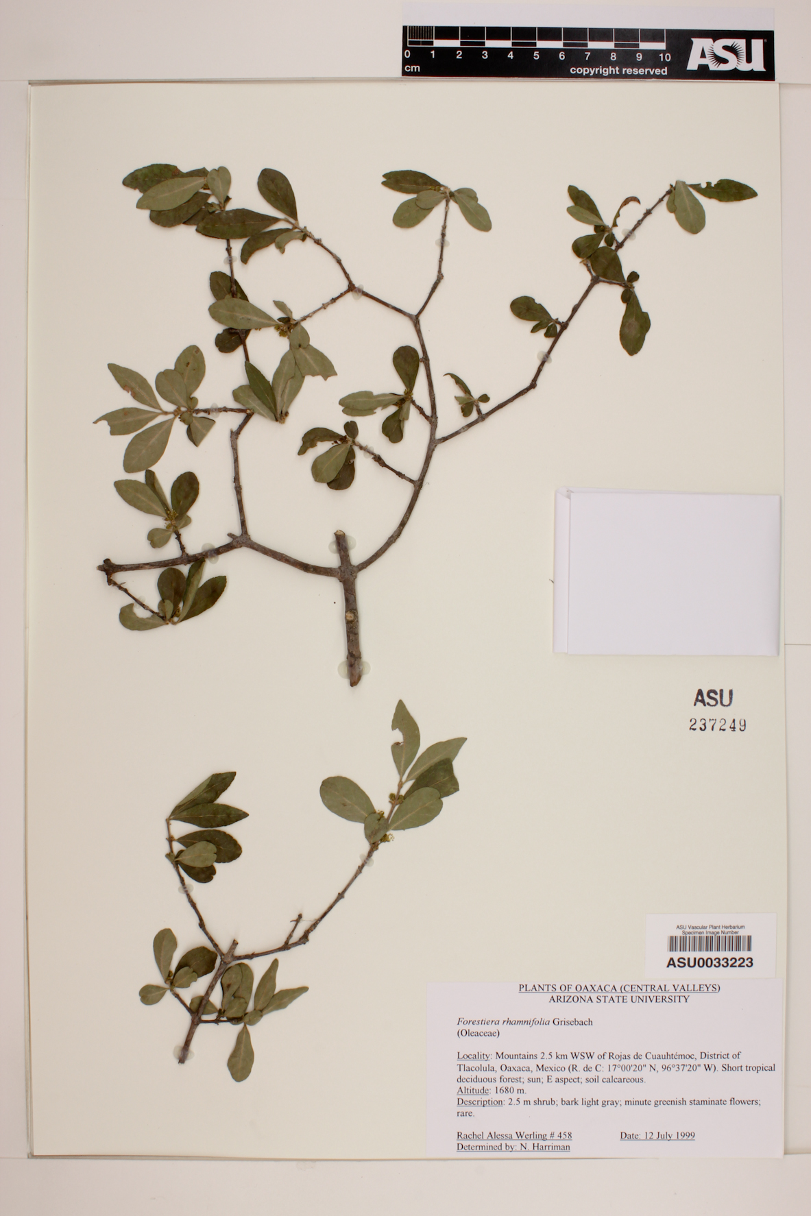 Forestiera rhamnifolia image