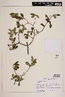 Forestiera rhamnifolia image
